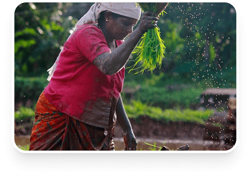 Woman harvesting crops in a green agricultural field