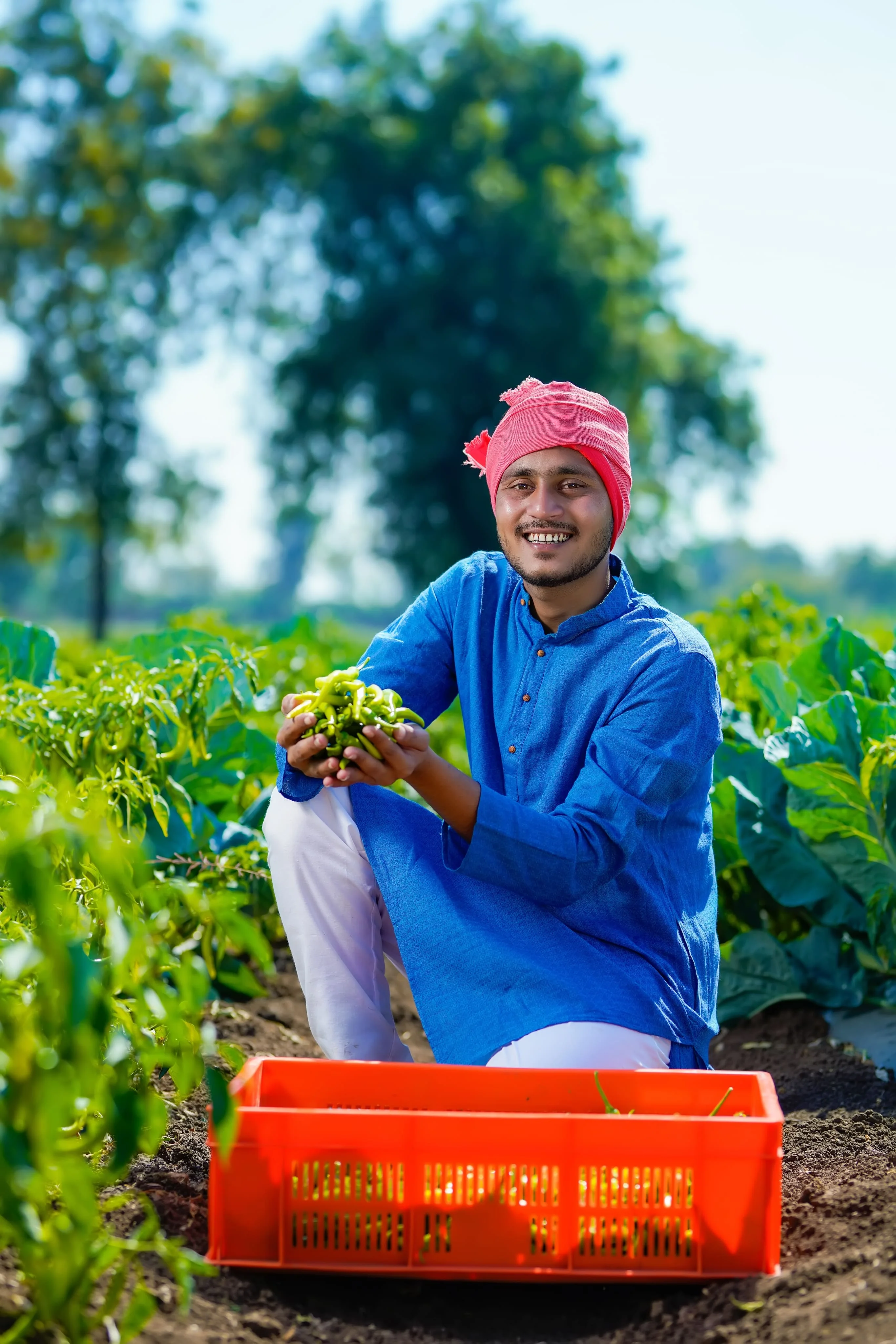Farmer harvesting crops